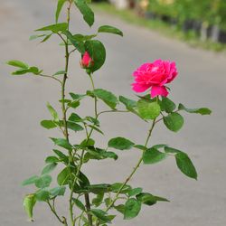 Роза чайно-гибридная Пинк Пис купить в Нижнем Новгороде