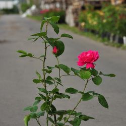 Роза чайно-гибридная Пинк Пис купить в Нижнем Новгороде
