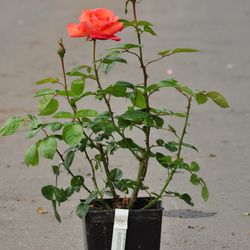 Роза чайно-гибридная Вояж купить в Нижнем Новгороде