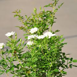 Роза миниатюрная White mini купить в Нижнем Новгороде
