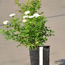 Роза миниатюрная White mini купить в Нижнем Новгороде