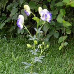 Аконит гибридный Элеонора купить