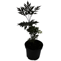 Воронец красный купить