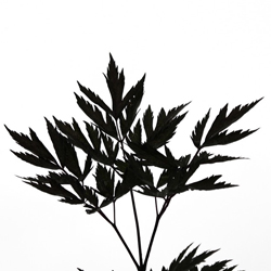 Воронец красный купить во Владимире