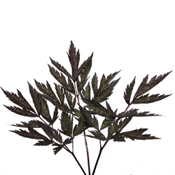 Воронец красный купить во Владимире