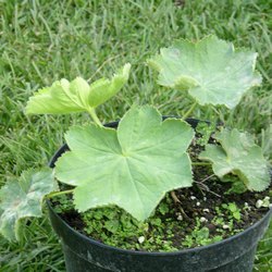 Манжетка мягкая Робустика купить в Нижнем Новгороде