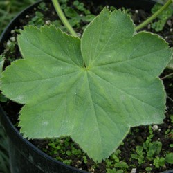 Манжетка мягкая Робустика купить в Нижнем Новгороде