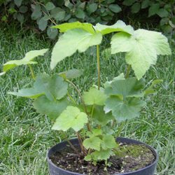 Ветренница гибридная Ричард Ахренс купить во Владимире