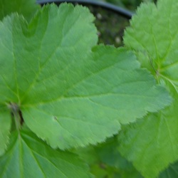 Ветренница гибридная Ричард Ахренс купить во Владимире