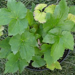 Ветренница гибридная Вёлвинд купить во Владимире