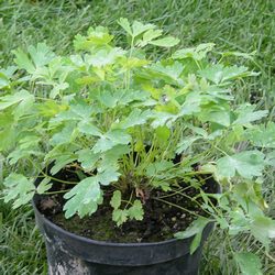 Аквилегия гибридная Кримсон Стар (Рождественская звезда) купить во Владимире