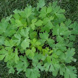 Аквилегия гибридная Кримсон Стар (Рождественская звезда) купить во Владимире