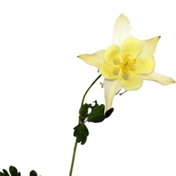 Аквилегия гибридная МакКана Гибрид купить во Владимире