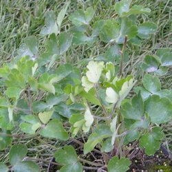 Аквилегия обыкновенная Руби Порт купить во Владимире