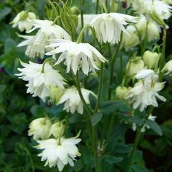 Аквилегия обыкновенная Уайт Барлоу купить во Владимире