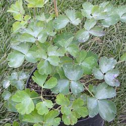 Аквилегия обыкновенная Уильям Гинесс купить во Владимире