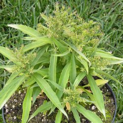 Астра кустообразная Алиса Хаслам купить во Владимире