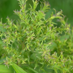 Астра кустообразная Алиса Хаслам купить во Владимире