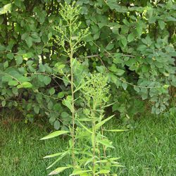 Астра кустообразная Эник купить во Владимире