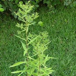 Астра кустообразная Эник купить во Владимире