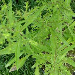 Астра кустообразная Эник купить во Владимире