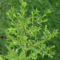 Астра кустообразная Эник купить во Владимире