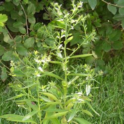 Астра кустообразная Аполло купить