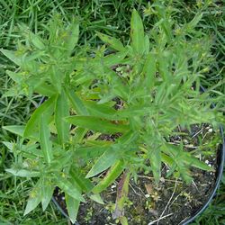 Астра кустообразная Аполло купить во Владимире