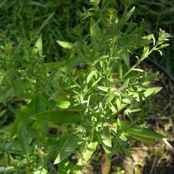 Астра кустообразная Аполло купить во Владимире