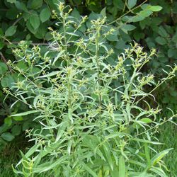 Астра кустообразная Блаубокс купить в Нижнем Новгороде