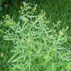 Астра кустообразная Блаубокс купить в Нижнем Новгороде