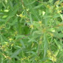 Астра кустообразная Блаубокс купить в Нижнем Новгороде