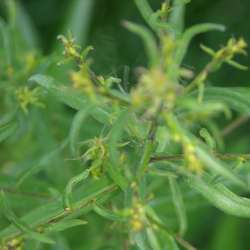 Астра кустообразная Блаубокс купить в Нижнем Новгороде