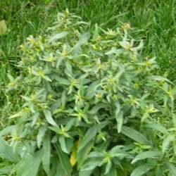 Астра кустообразная Мариоре купить в Нижнем Новгороде