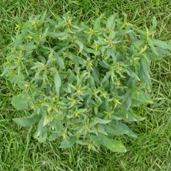 Астра кустообразная Мариоре купить в Нижнем Новгороде