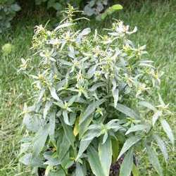 Астра кустообразная Мариоре купить в Нижнем Новгороде