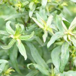 Астра кустообразная Мариоре купить в Нижнем Новгороде