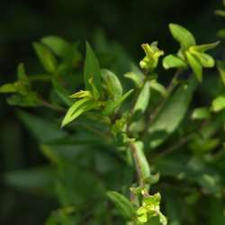 Астра кустообразная Проф. Антон Киппенберг купить в Нижнем Новгороде