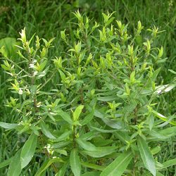 Астра кустообразная Проф. Антон Киппенберг купить в Нижнем Новгороде