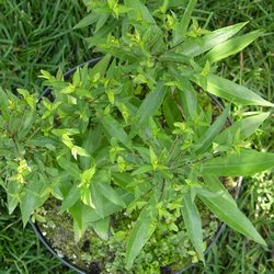 Астра кустообразная Проф. Антон Киппенберг купить в Нижнем Новгороде