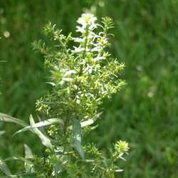 Астра кустообразная Проф. Антон Киппенберг купить в Нижнем Новгороде