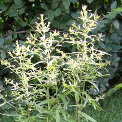 Астра кустообразная Вейс купить в Нижнем Новгороде