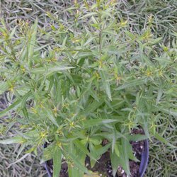 Астра кустообразная Вейс купить в Нижнем Новгороде