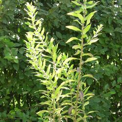 Астра новобельгийская Мари Баллард купить во Владимире