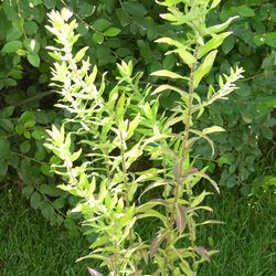 Астра новобельгийская Мари Баллард купить во Владимире