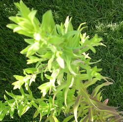 Астра новобельгийская Мари Баллард купить во Владимире