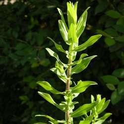 Астра новобельгийская Мари Баллард купить во Владимире