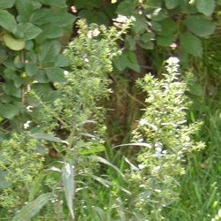 Астра новобельгийская Роял Руби купить в Нижнем Новгороде