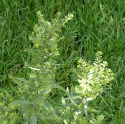 Астра новобельгийская Роял Руби купить в Нижнем Новгороде