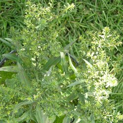 Астра новобельгийская Роял Руби купить в Нижнем Новгороде